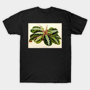 Maranta leuconeura 'Silver Band'- Flore des serres et des jardin de l’Europe - botanical illustration T-Shirt